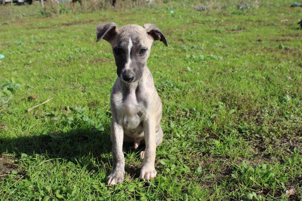 Du Mas D'Elna - Chiot disponible  - Whippet