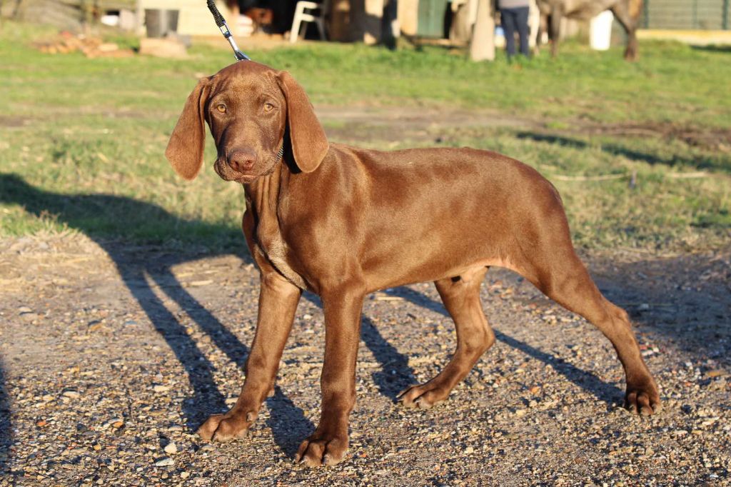 Du Mas D'Elna - Chiot disponible  - Braque allemand à poil court