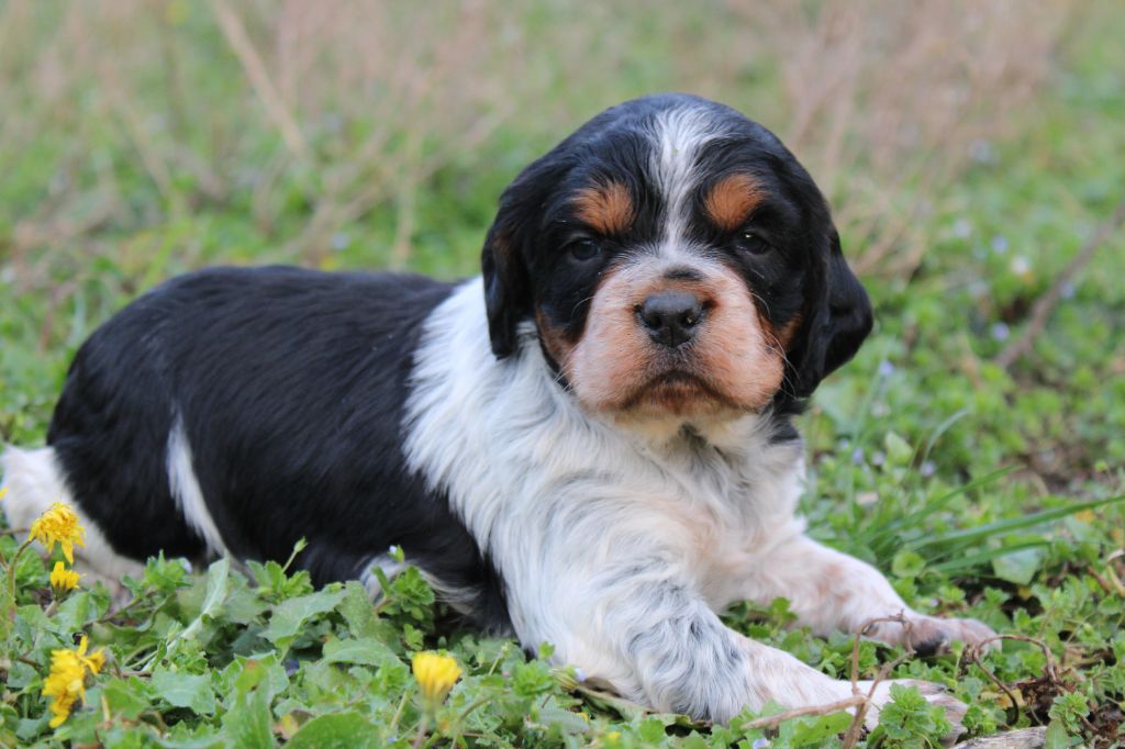 Du Mas D'Elna - Chiot disponible  - Epagneul Breton