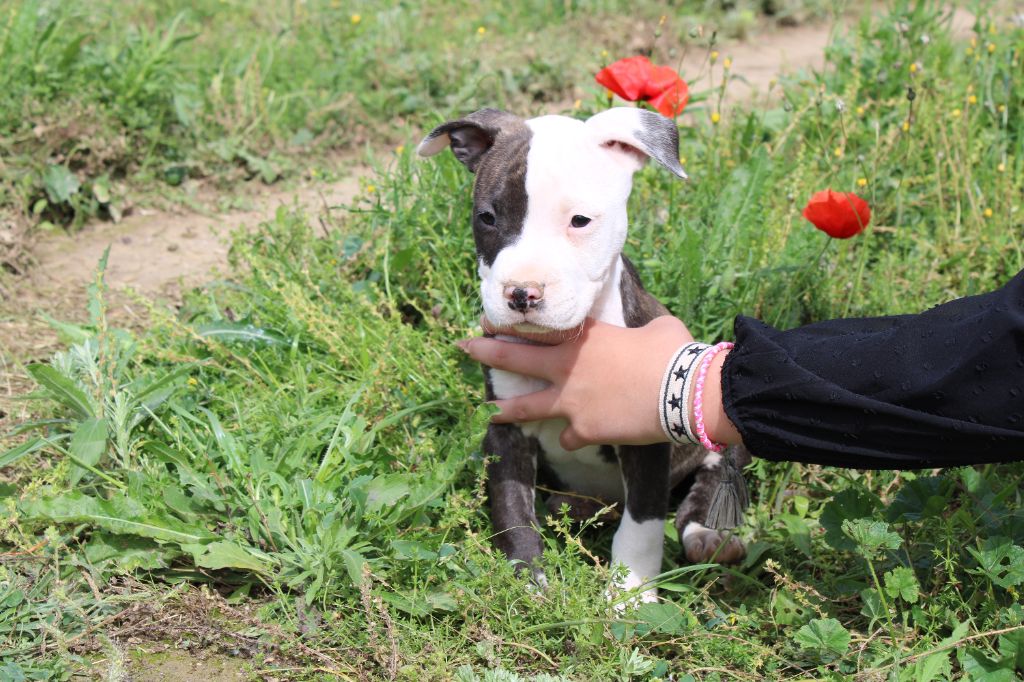Du Mas D'Elna - Chiot disponible  - American Staffordshire Terrier