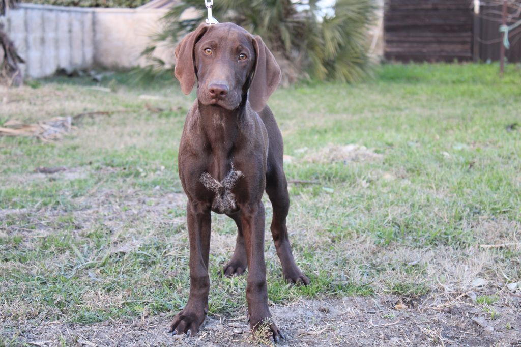 Du Mas D'Elna - Chiot disponible  - Braque allemand à poil court