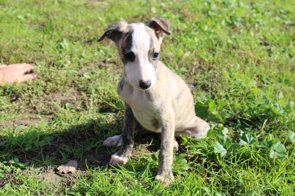 Du Mas D'Elna - Chiot disponible  - Whippet