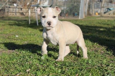 Du Mas D'Elna - American Staffordshire Terrier - Portée née le 13/10/2021