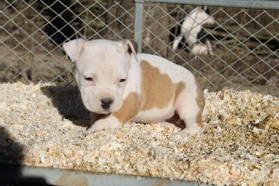 Du Mas D'Elna - American Staffordshire Terrier - Portée née le 09/12/2021