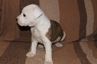 Du Mas D'Elna - American Staffordshire Terrier - Portée née le 17/11/2020
