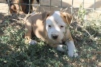 Du Mas D'Elna - American Staffordshire Terrier - Portée née le 06/07/2020