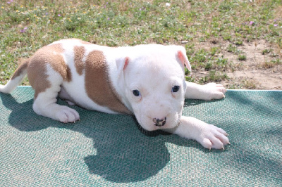 Du Mas D'Elna - American Staffordshire Terrier - Portée née le 22/05/2023