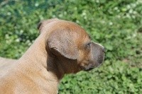 Du Mas D'Elna - American Staffordshire Terrier - Portée née le 12/04/2018