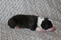 Du Mas D'Elna - American Staffordshire Terrier - Portée née le 23/03/2021