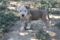 Du Mas D'Elna - American Staffordshire Terrier - Portée née le 03/07/2020