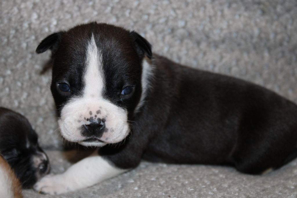 Du Mas D'Elna - Chiot disponible  - American Staffordshire Terrier