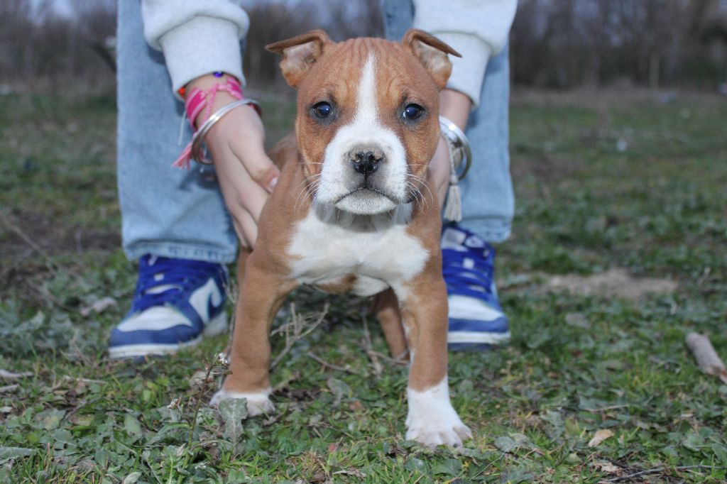 Du Mas D'Elna - Chiot disponible  - American Staffordshire Terrier