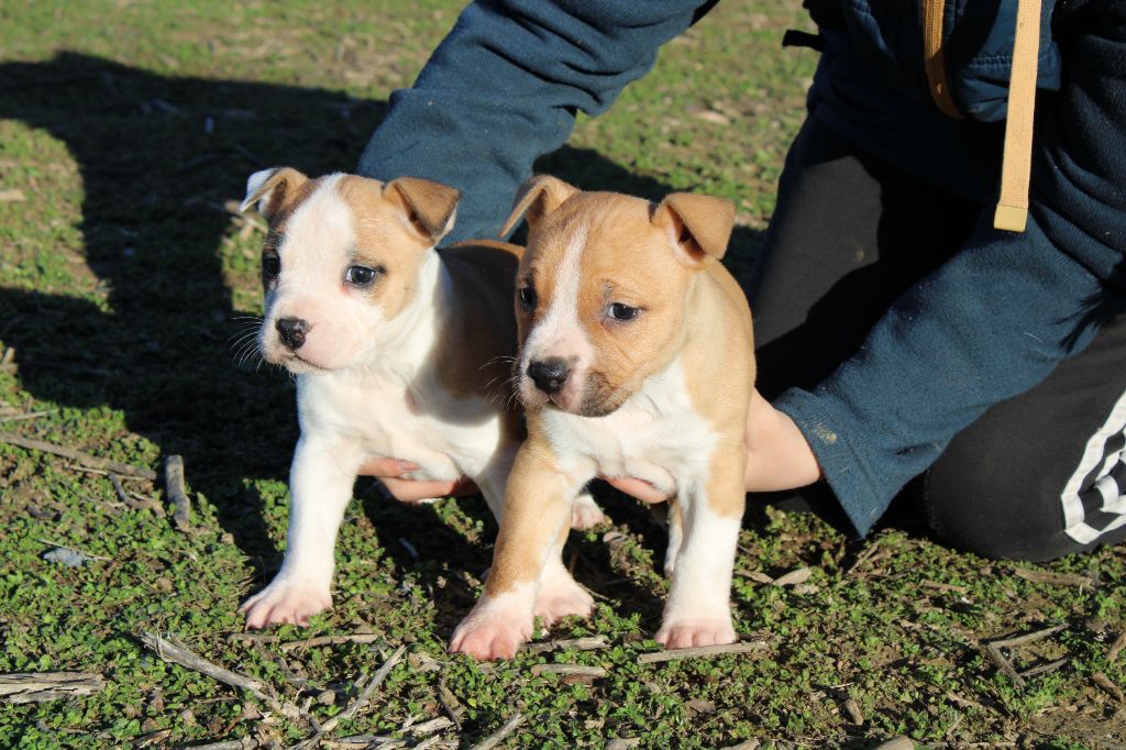 chiot American Staffordshire Terrier Du Mas D'Elna