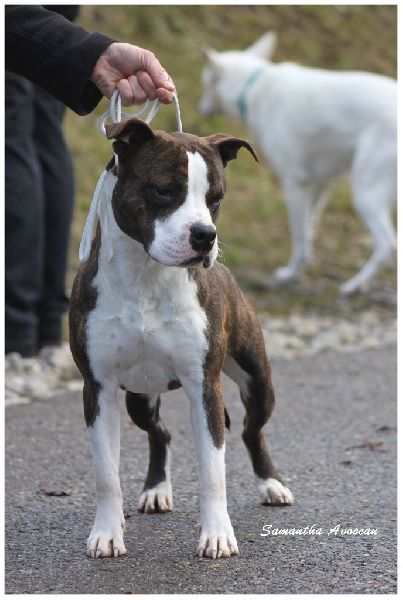 Joyfull dream of blue fawn diamond