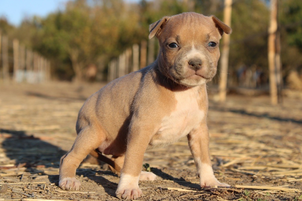 Du Mas D'Elna - Chiots disponibles - American Staffordshire Terrier