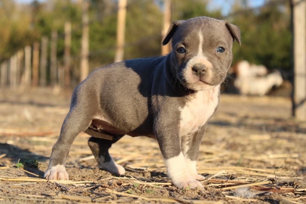 Du Mas D'Elna - Chiots disponibles - American Staffordshire Terrier