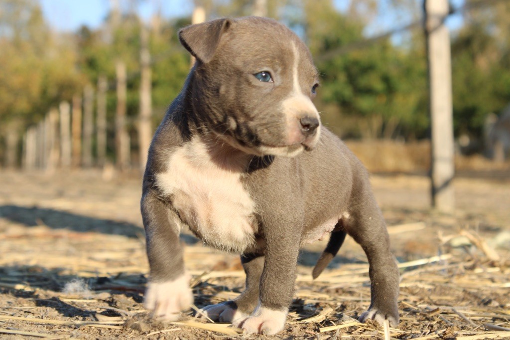 Du Mas D'Elna - Chiots disponibles - American Staffordshire Terrier
