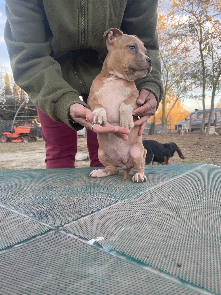 Du Mas D'Elna - Chiots disponibles - American Staffordshire Terrier