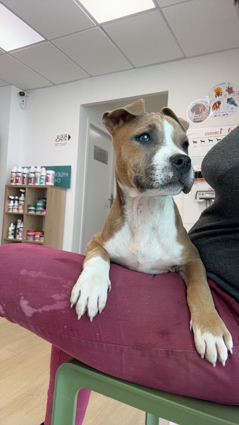 Du Mas D'Elna - Chiots disponibles - American Staffordshire Terrier