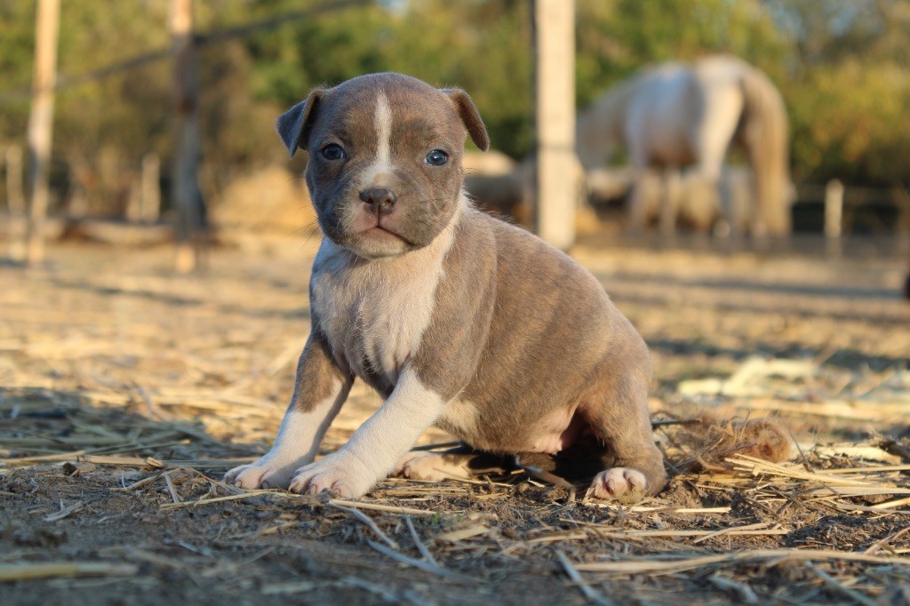 Du Mas D'Elna - Chiots disponibles - American Staffordshire Terrier