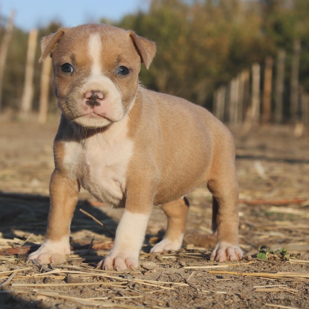 Du Mas D'Elna - Chiots disponibles - American Staffordshire Terrier