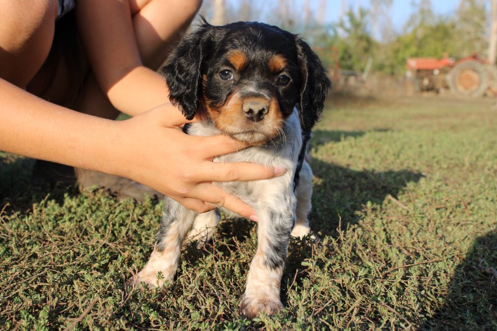Du Mas D'Elna - Epagneul Breton - Portée née le 30/08/2023