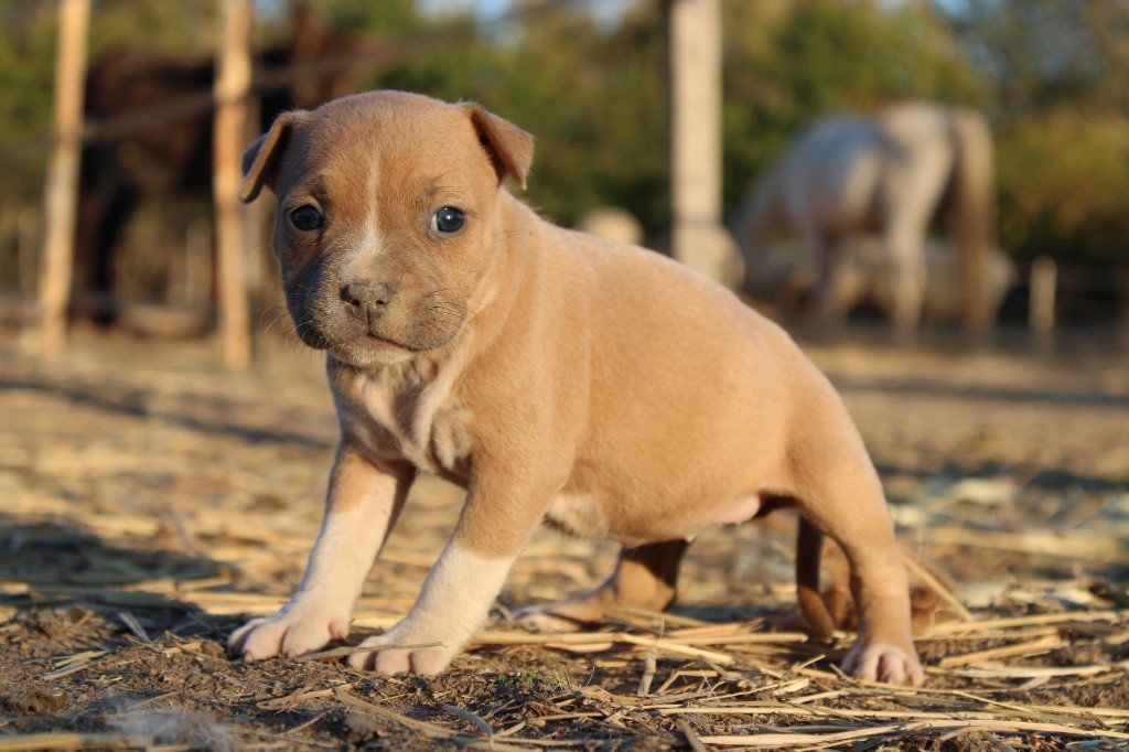 Du Mas D'Elna - Chiots disponibles - American Staffordshire Terrier