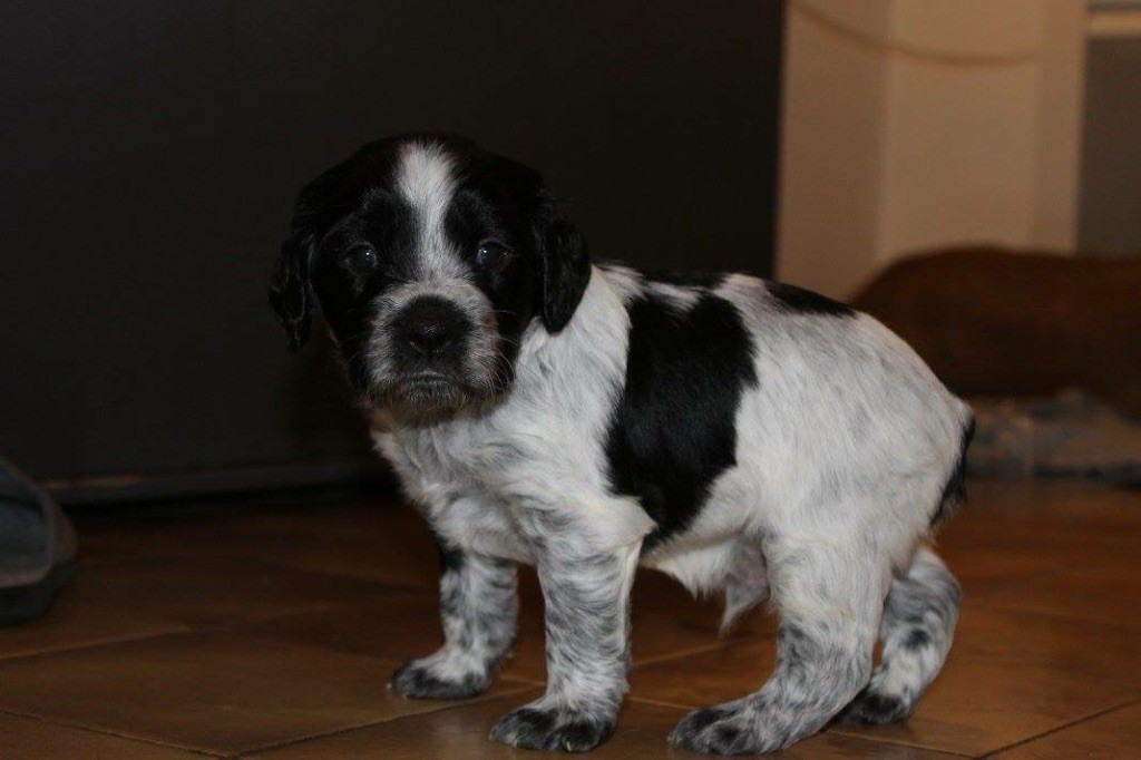 Du Mas D'Elna - Epagneul Breton - Portée née le 29/12/2017