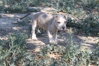Rosco